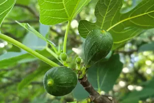 2037 Jeff Davis Rd, Thomaston, GA 30286 - Photo 47