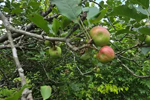 2037 Jeff Davis Rd, Thomaston, GA 30286 - Photo 45