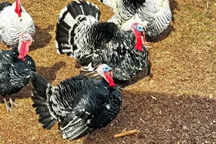 762 Highfalls Park Rd, Barnesville, GA 30204 - Photo 49