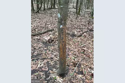 0 Eagle Pond / Old Smithville Road, Leesburg, GA 31763 - Photo 27