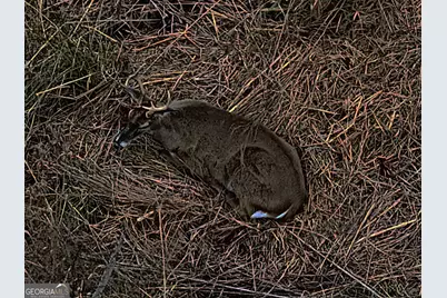 0 Eagle Pond / Old Smithville Road, Leesburg, GA 31763 - Photo 5