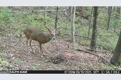 2641 Highway 52 E, Ellijay, GA 30536 - Photo 43