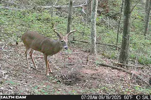 2641 Hwy 52 E, Ellijay, GA 30536 - Photo 43