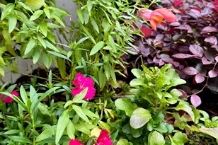 204 E Liberty St, Savannah, GA 31401 - Photo 71