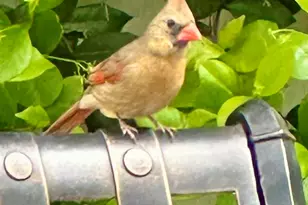 204 E Liberty St, Savannah, GA 31401 - Photo 55