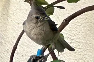 204 E Liberty St, Savannah, GA 31401 - Photo 73