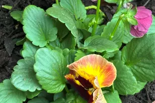 204 E Liberty St, Savannah, GA 31401 - Photo 59