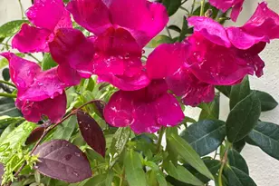 204 E Liberty St, Savannah, GA 31401 - Photo 67