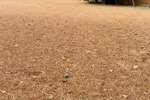 805 Mitchell Dr, Vidalia, GA 30474 - Photo 25