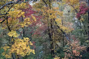 1918 Woodland Rd, Thomaston, GA 30286 - Photo 81