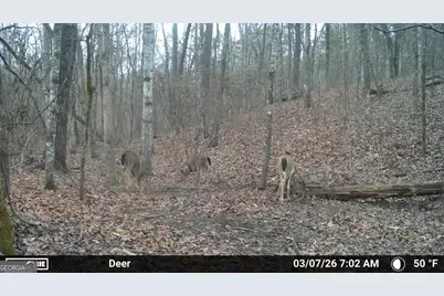 733 Cherry Road, Franklin, GA 30217 - Photo 65