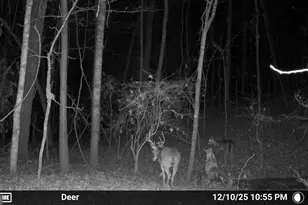 733 Cherry Rd, Franklin, GA 30217 - Photo 67