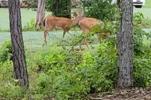 19 Allison Rd, Moreland, GA 30259 - Photo 19