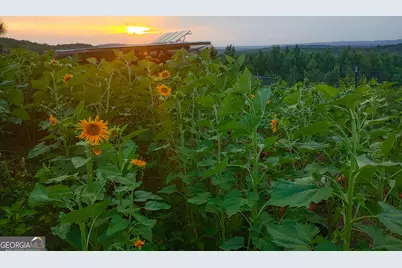 723 Brown Creek Road, Shiloh, GA 31826 - Photo 3