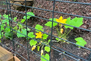 200 Blackbird Cir, Monticello, GA 31064 - Photo 41