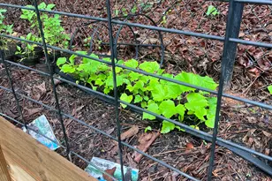 200 Blackbird Cir, Monticello, GA 31064 - Photo 39