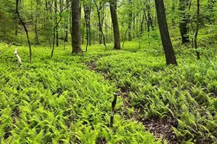 29 Robert Dr, Ellijay, GA 30536 - Photo 57