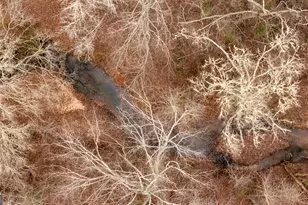 264 S Glenn Rd, Lagrange, GA 30241 - Photo 43