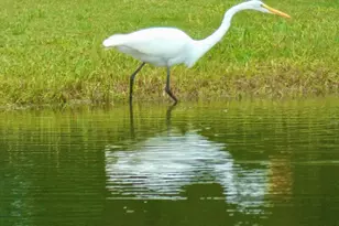 443 Beacon Court, Griffin, GA 30223 - Photo 47