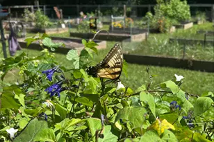 4320 Cary Dr, Snellville, GA 30039 - Photo 33