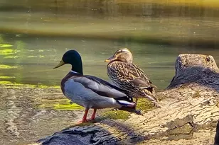 225 Tanager Ct, Monticello, GA 31064 - Photo 49