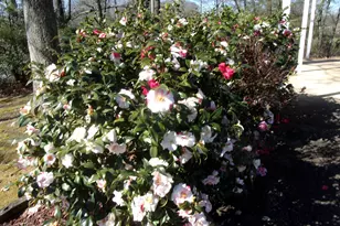 6615 Hwy 174, Danielsville, GA 30633 - Photo 9