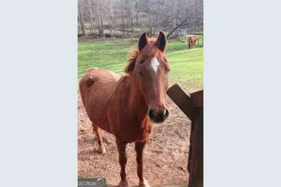 720 Guy Jarrard Road, Dahlonega, GA 30533 - Photo 11