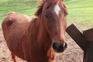 720 Guy Jarrard Rd, Dahlonega, GA 30533 - Photo 11