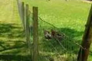 720 Guy Jarrard Rd, Dahlonega, GA 30533 - Photo 9