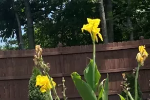 99 Georgias Ln, Dallas, GA 30157 - Photo 9