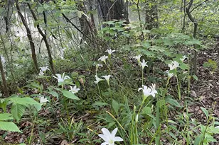 675 McGee Bend Rd SW, Cave Spring, GA 30124 - Photo 71