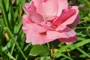 180 Sycamore Bend, Fayetteville, GA 30214 - Photo 33