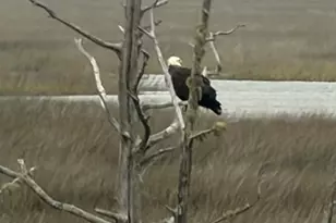 245 Jake Colton Dr, Kingsland, GA 31548 - Photo 37