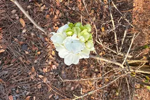 5686 Golden Isles W, Baxley, GA 31513 - Photo 65