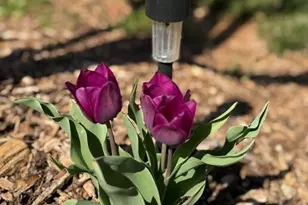 991 Adair Mill Rd, Cleveland, GA 30528 - Photo 15