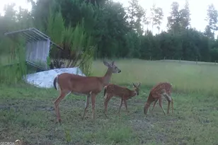 1980 Old Trader's Hill Rd, Folkston, GA 31537 - Photo 11