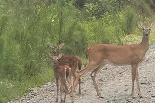 1270 McGarity Rd, Temple, GA 30179 - Photo 57