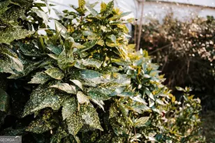 119 Ralph Bridges Rd, Lexington, GA 30648 - Photo 47