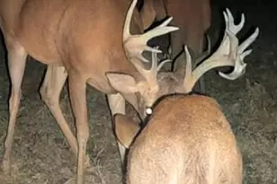 787 Parham Town Rd, Bowman, GA 30624 - Photo 47