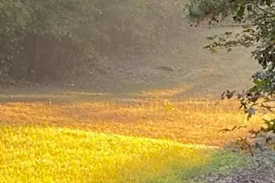 1553 S Walkers Mill Rd, Griffin, GA 30224 - Photo 37