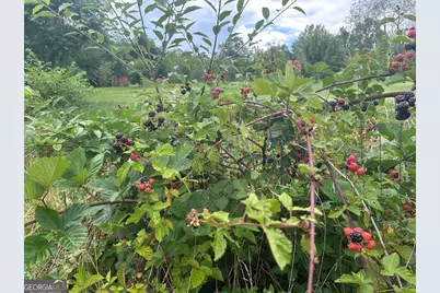 2838 Skitts Mountain Road, Cleveland, GA 30528 - Photo 33