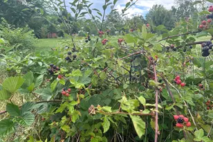 2838 Skitts Mountain Rd, Cleveland, GA 30528 - Photo 33