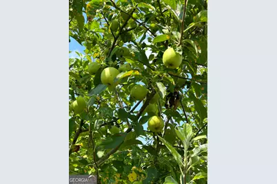 2838 Skitts Mountain Road, Cleveland, GA 30528 - Photo 35