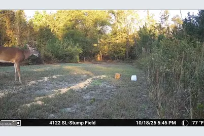 1334 Shady Lane, Sylvania, GA 30467 - Photo 39