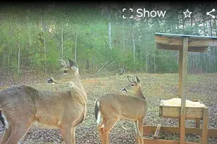 340 Noles Rd, Franklin, GA 30217 - Photo 31