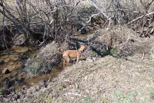 595 Wildlife Trail, Morganton, GA 30560 - Photo 57