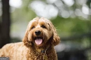 1111 Providence Loop, Greensboro, GA 30642 - Photo 53