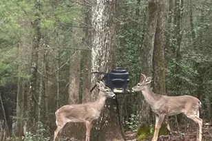 175 Mountain Springs Rd, Ellijay, GA 30540 - Photo 61