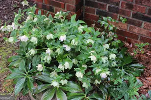 1150 Harris Hollis Ln, Rutledge, GA 30663 - Photo 5