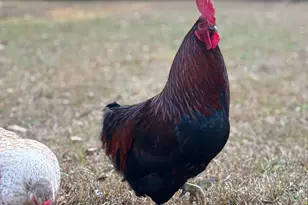 951 Elder Rd, Griffin, GA 30223 - Photo 43